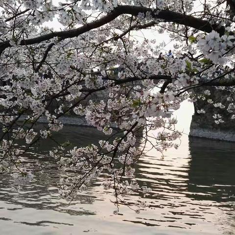 花开的日子淡淡走