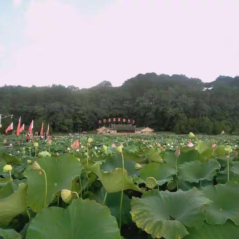 各项措施并举，守护美丽花田