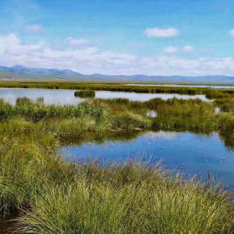 若诗若画若尔盖措恰扎（花湖）