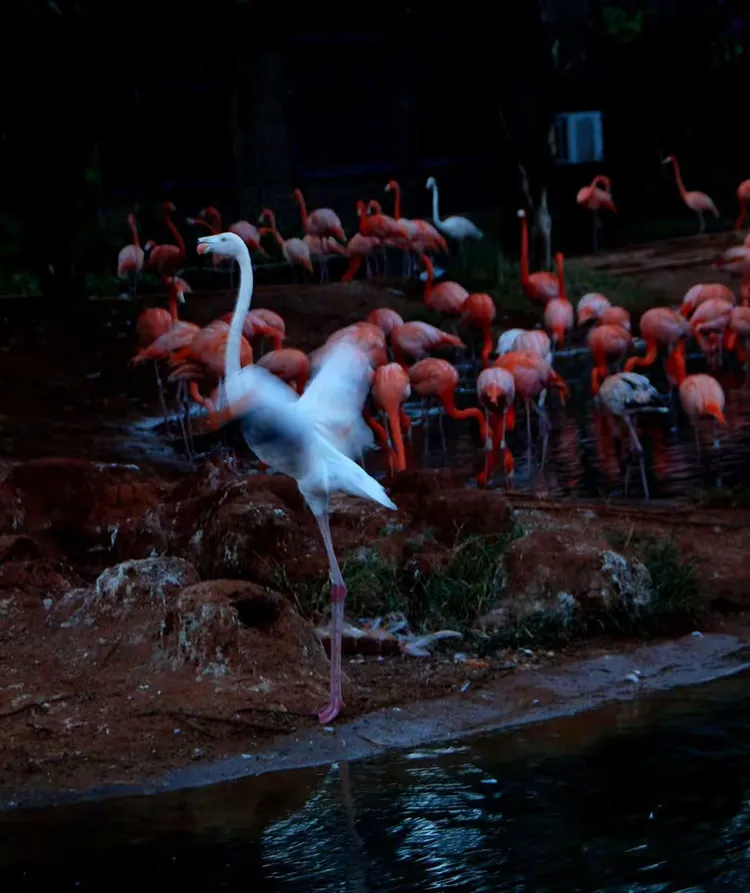 海南之旅三……火烈鸟专集