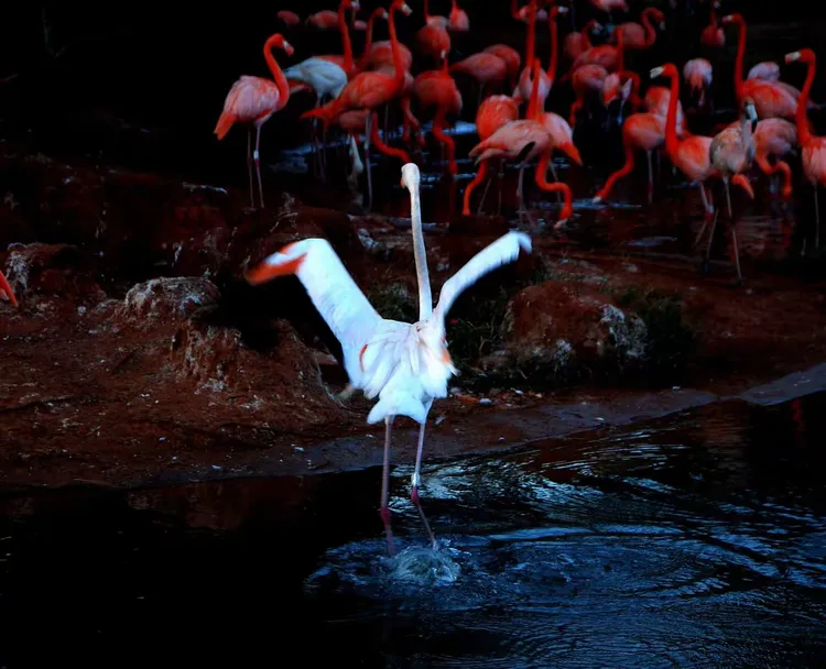海南之旅三……火烈鸟专集