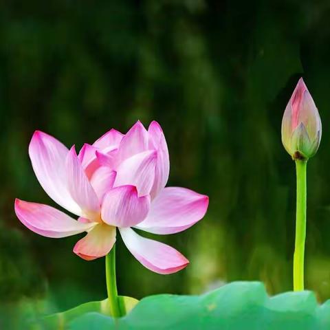 拨开云雾见月明，静待花开终有时——华州区特殊教育学校（朝阳学校）塬上组送教上门纪实