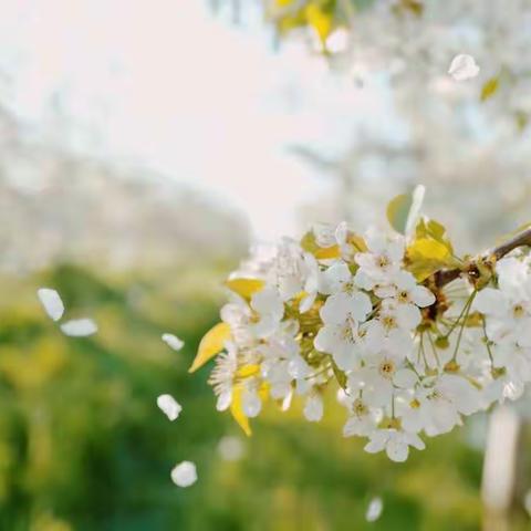 情暖三月，爱满初春——华州区特殊教育学校（朝阳学校）塬上组送教上门纪实