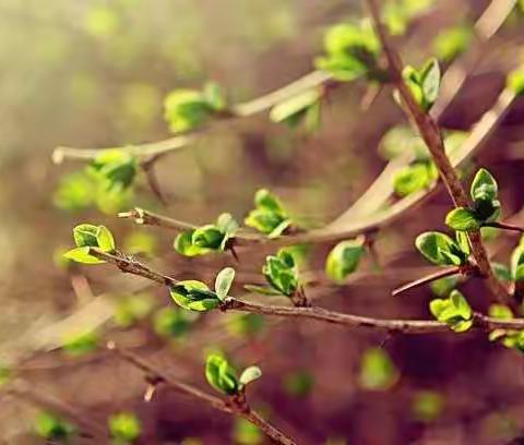 春暖大地，爱洒华州——华州区特殊教育学校（朝阳学校）塬上组送教上门纪实