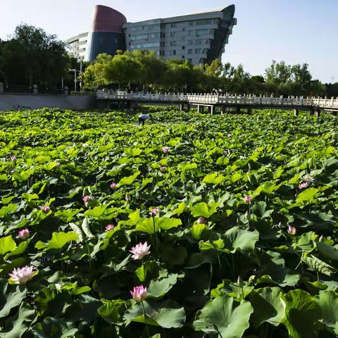 夏季荷花在白鹭河静静的绽放