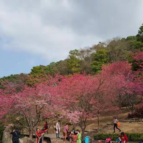 福州森林公园，看樱花