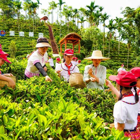 庆六一：五指山少儿茶艺体验活动在1867茶馆和水满乡新村茶园成功举办