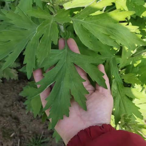 带你看看蕲艾草