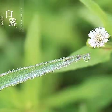 【船营区教育幼儿园】和雅教育——二十四节气“白露”