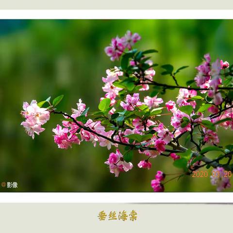 万紫千红总是春