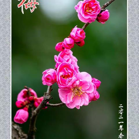 红梅花儿开  2021