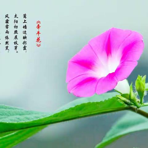 牵牛花—夏天的宠儿