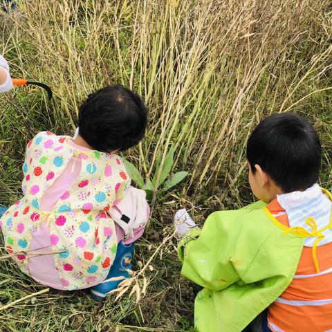 油菜喜丰收 收割正当时