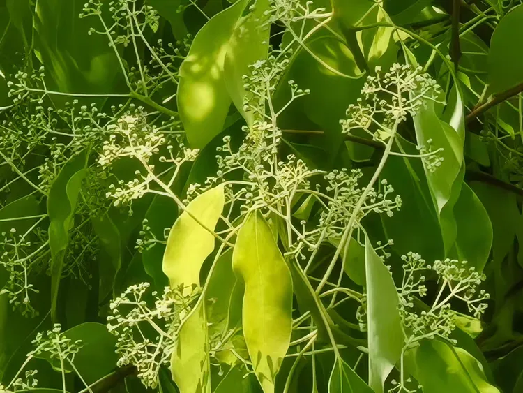 香樟花开时|老小孩讲述