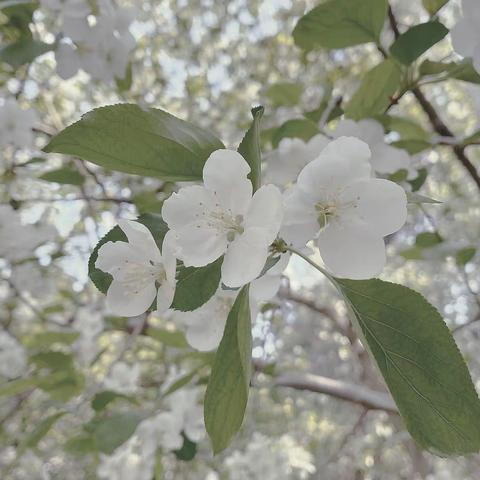 春芳吐蕊群英聚，教研一体共成长