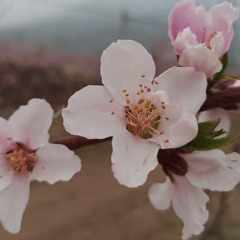 春醉桃花海