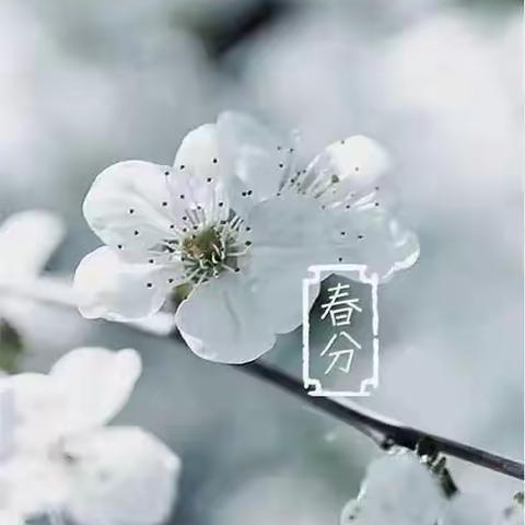 二十四节气之——春分