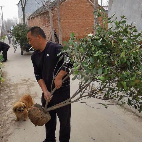 春光无限好，植树正当时