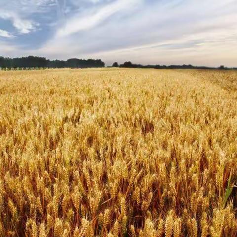 筑牢粮食安全“压舱石”---石河子直属库有限公司做实做细2022年夏粮收购工作
