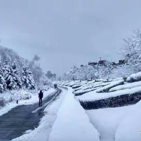 躲藏，空山白雪一红妆悠闲自逸心徜徉忽来一阵雨花雪无处躲来无处藏