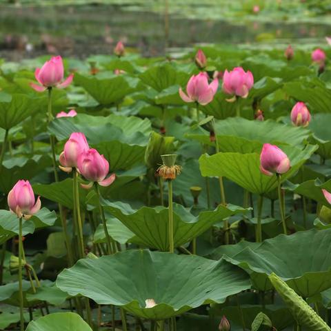 花卉集锦