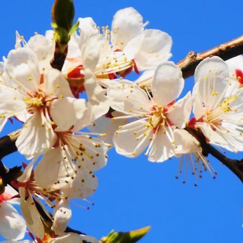 春暖花开 静待云开雾散