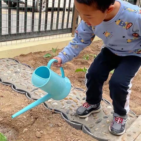 【九幼生活】小三班跟小海狸学种植——开始种植啦！