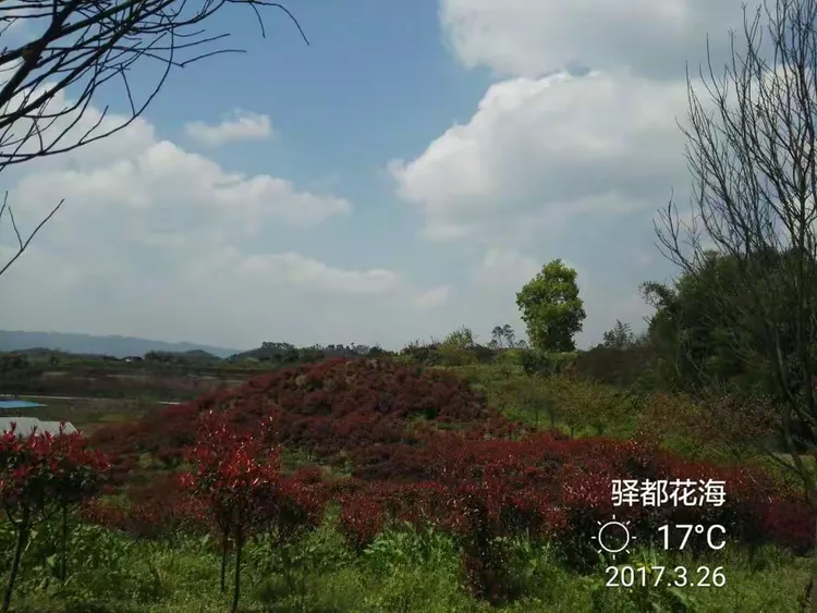 驿都花海,位于九龙坡区白市驿,景区以成渝古驿站文化为线索,有白市驿