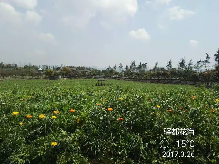 驿都花海,位于九龙坡区白市驿,景区以成渝古驿站文化为线索,有白市驿