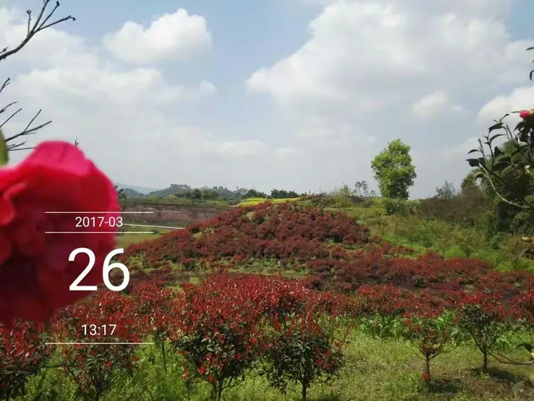 驿都花海,位于九龙坡区白市驿,景区以成渝古驿站文化为线索,有白市驿