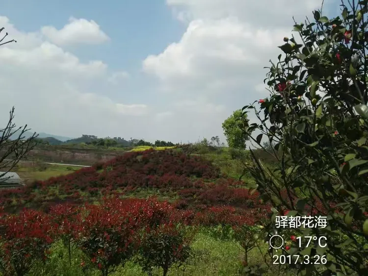 驿都花海,位于九龙坡区白市驿,景区以成渝古驿站文化为线索,有白市驿