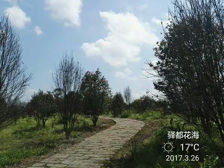 驿都花海,位于九龙坡区白市驿,景区以成渝古驿站文化为线索,有白市驿