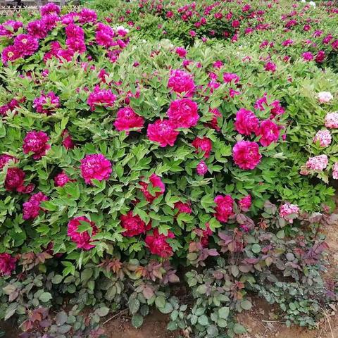 巩义石河道公园——牡丹园