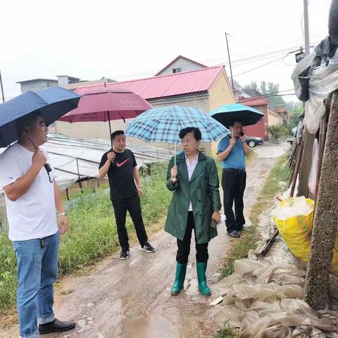 槐荫区农业农村局进村查看汛情