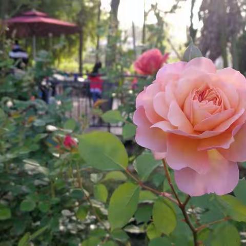 玫瑰花园
