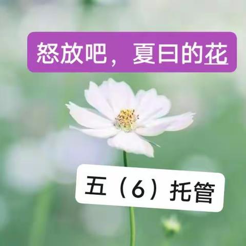 怒放吧，夏日的花