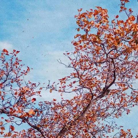 重阳时节
