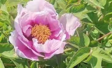 五一城郊花海游