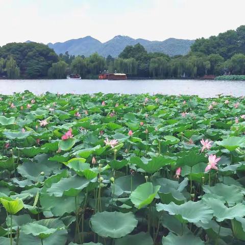 西子湖畔赏曲院风荷，研学余杭浸人文风韵