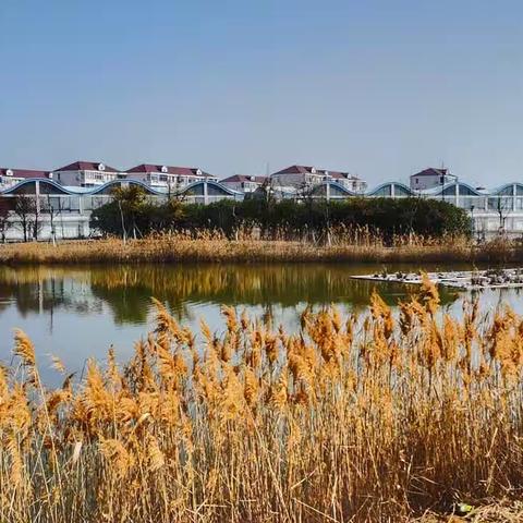 金山 海滨与鹦鹉洲湿地