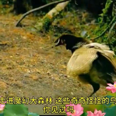 魔幻大森林中的鸟精灵