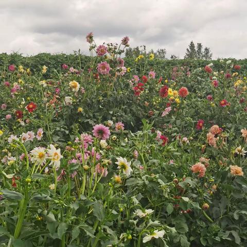 金珠花海🌸赏花行