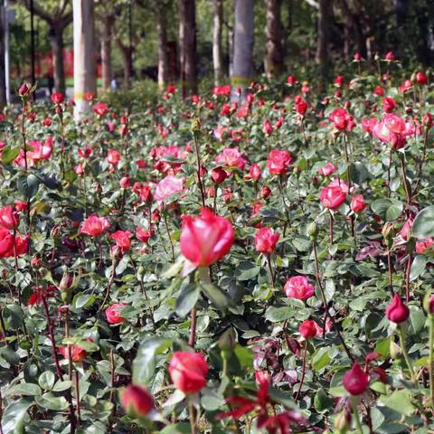 东环公园的月季花正在开放