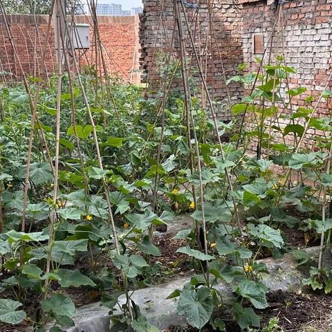 打造绿色小菜园 提升职工幸福感