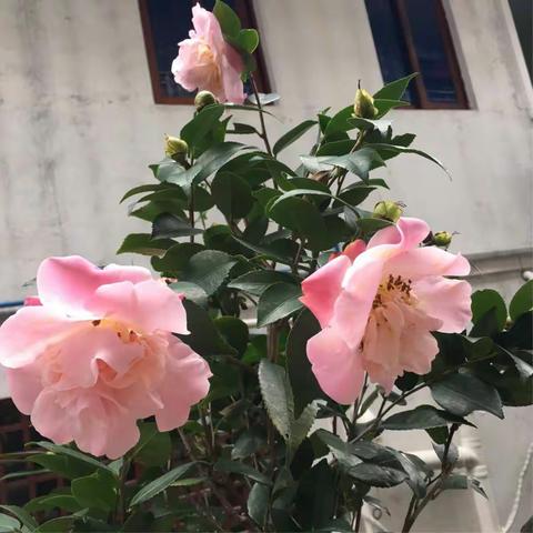 博雅山房视频《1》