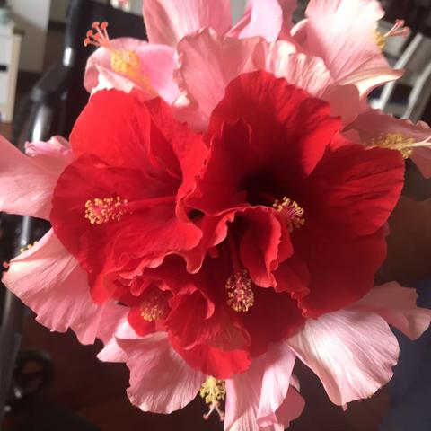 扶桑．朱槿. 木芙蓉.大红花……