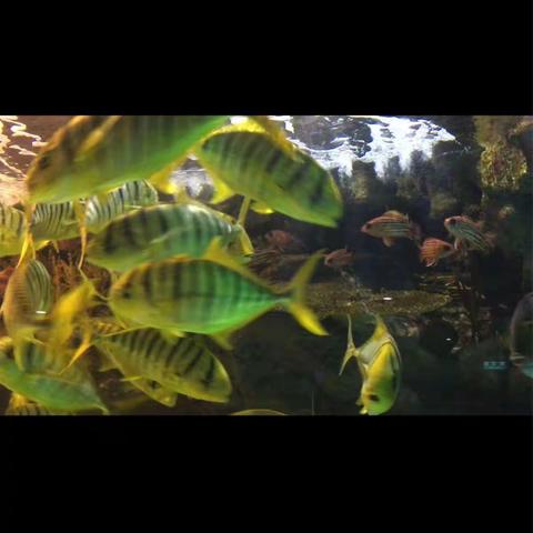 美丽海底世界（1）