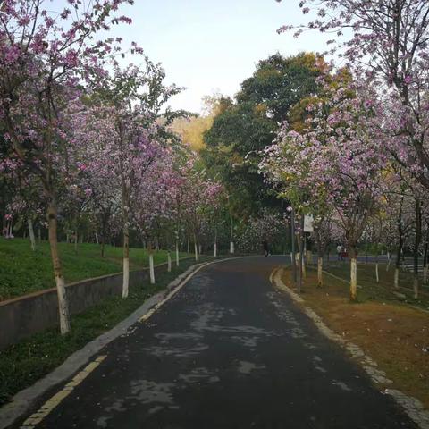 攀枝花公园的阳春三月花海