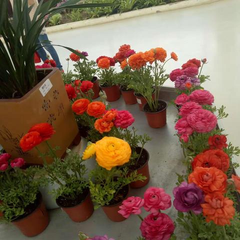 《巨人的花园》课堂纪实