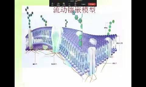 大同市云冈区高中生物杜玉芳名师工作室线上微课(五)